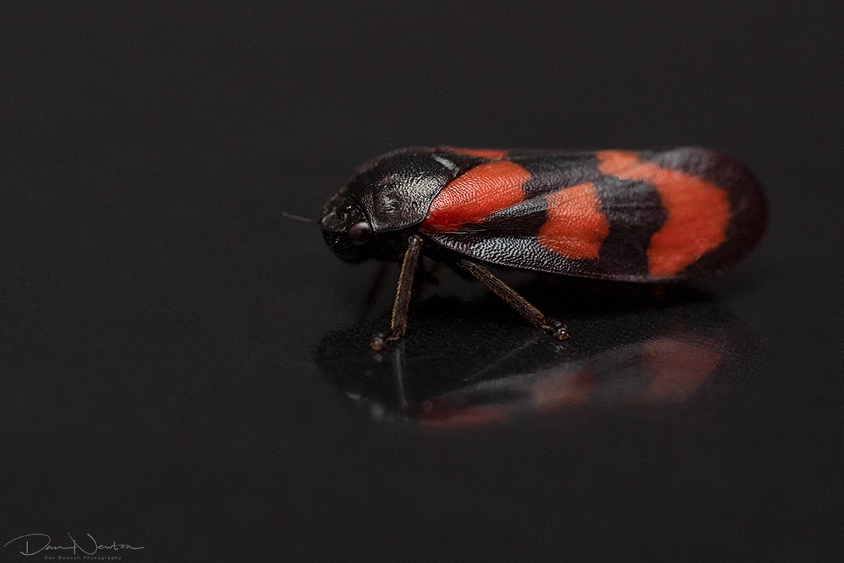 Red-and-black Froghopper - Cercopis vulnerata