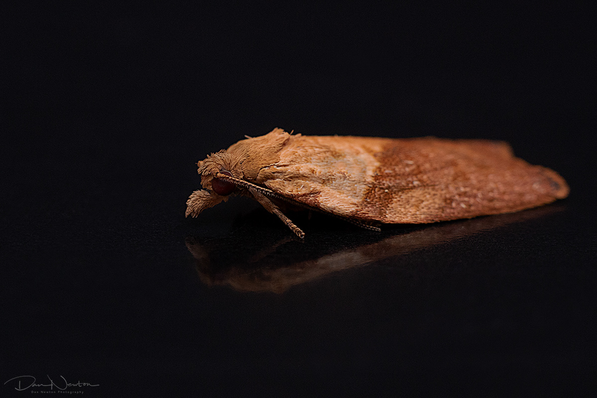Light Brown Apple Moth - Epiphyas postvittana