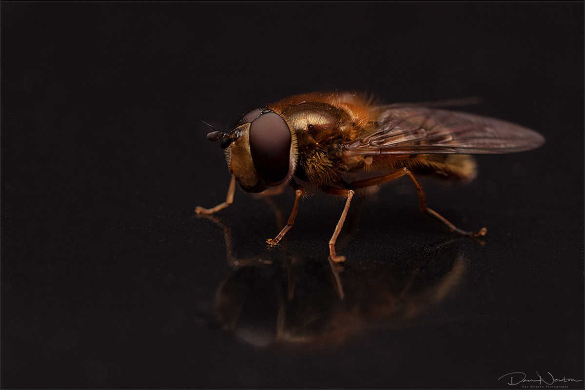 Hoverfly - Epistrophe eligans