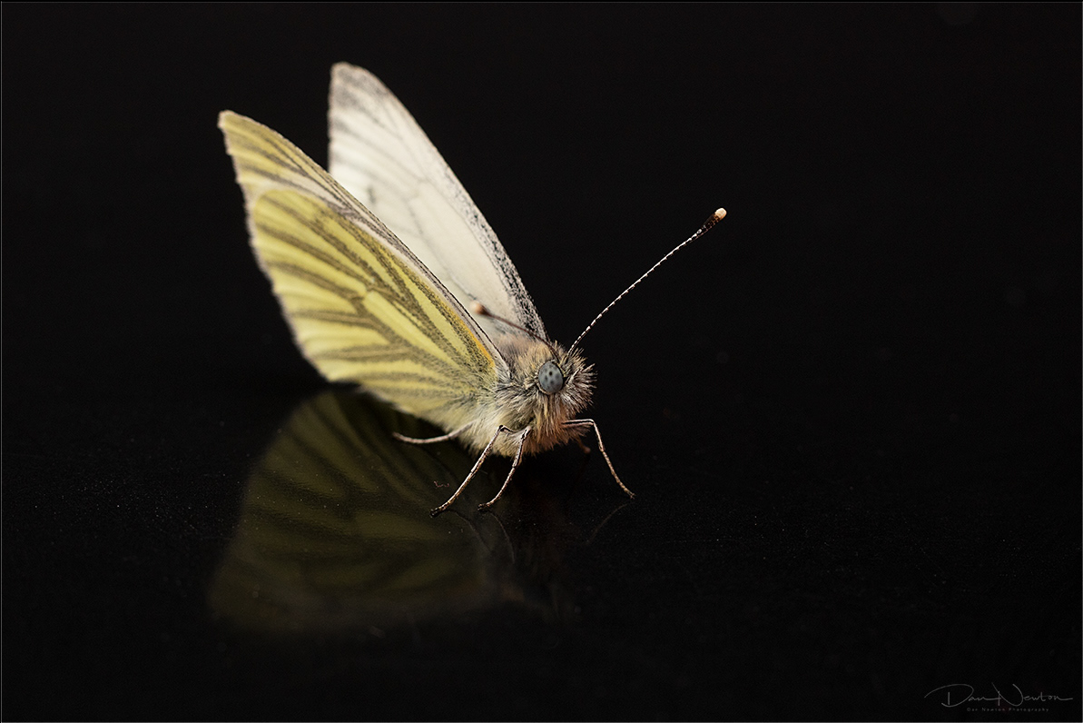 Green-veined White - Pieris napi