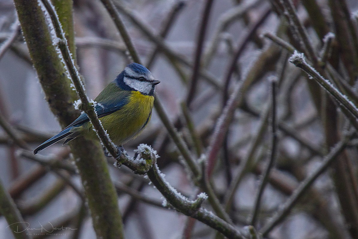 Blue Tit