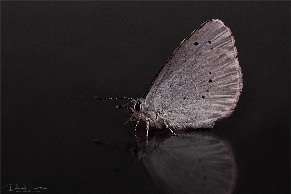 Holly Blue Butterfly