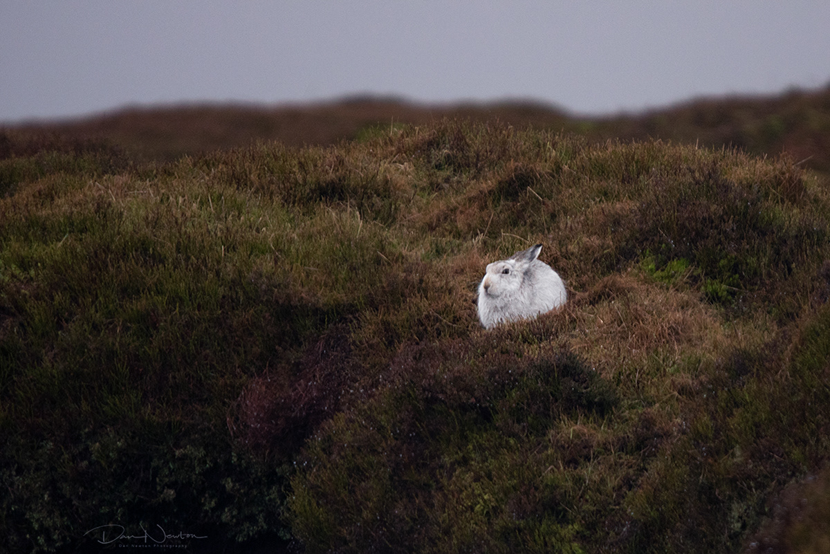 MountainHare