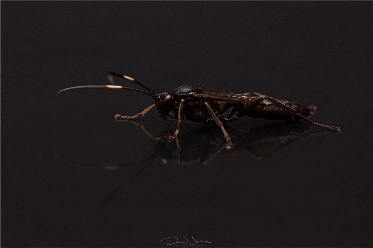 Ichneumon Wasp - Stenichneumon culpator