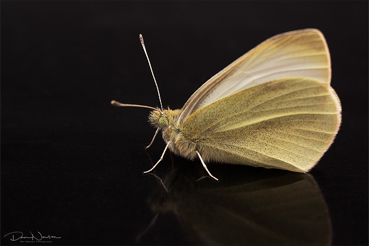 Small White - Pieris rapae