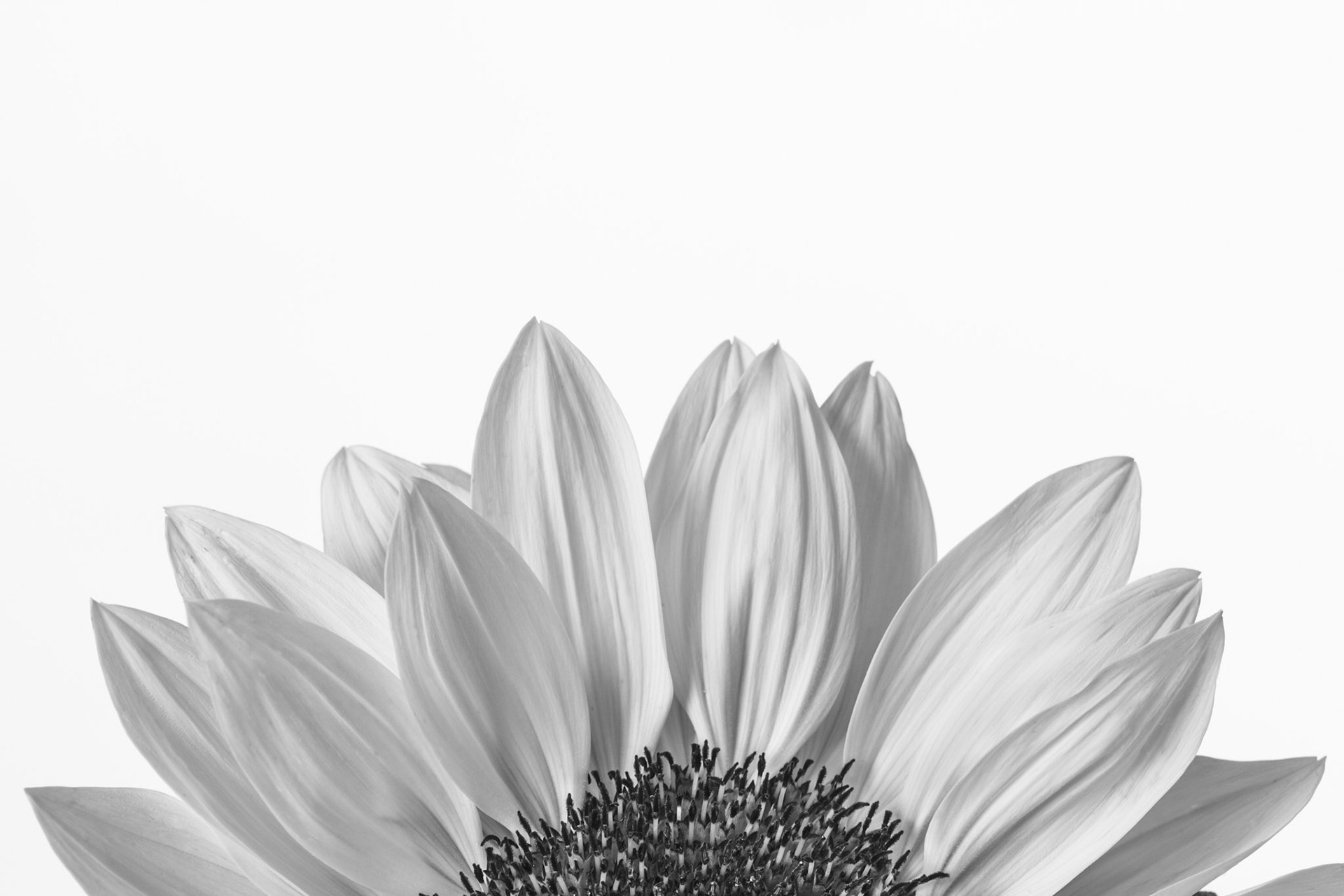 Sunflower Peeping, 2020