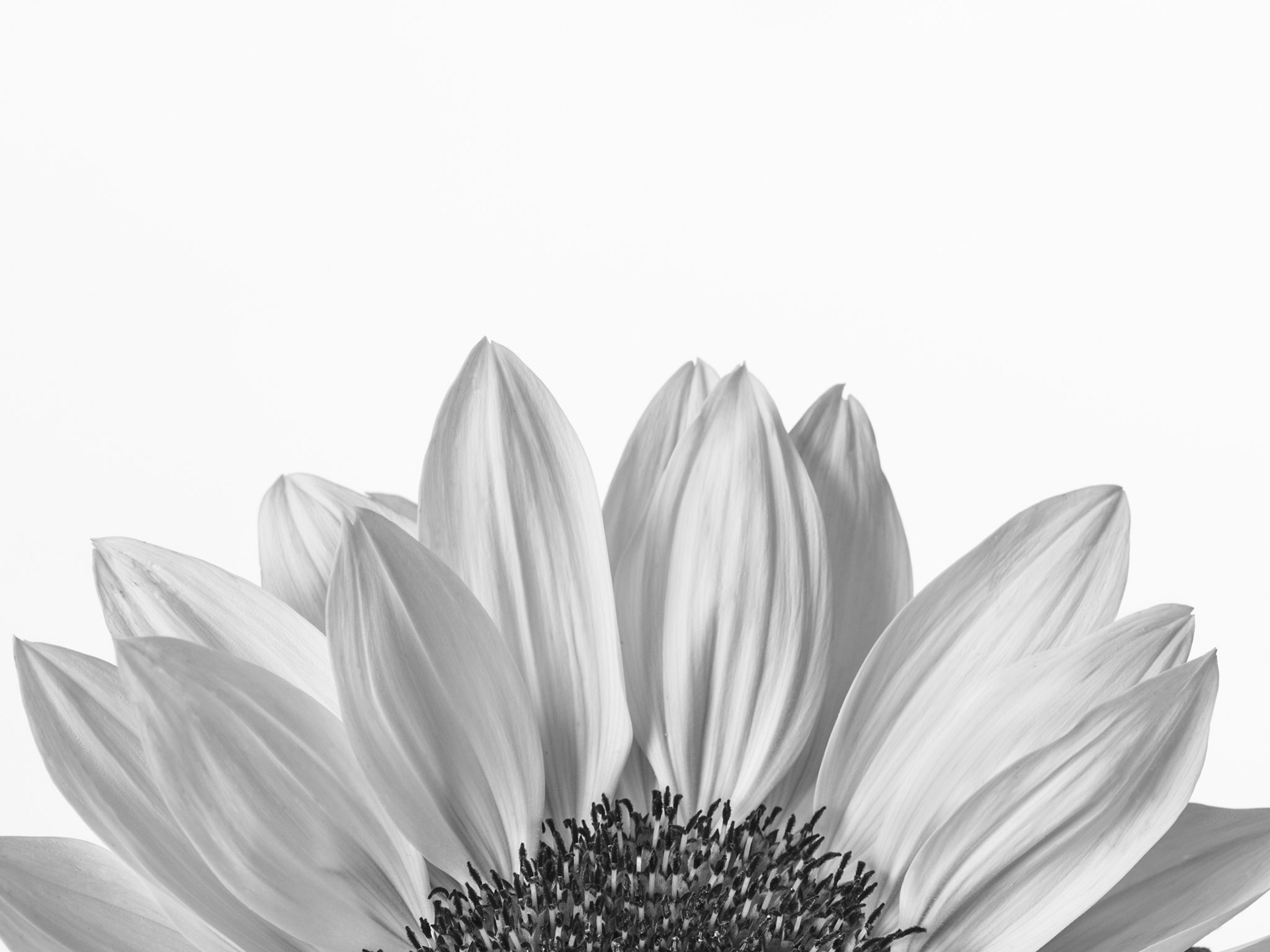 Sunflower Peeping, 2020