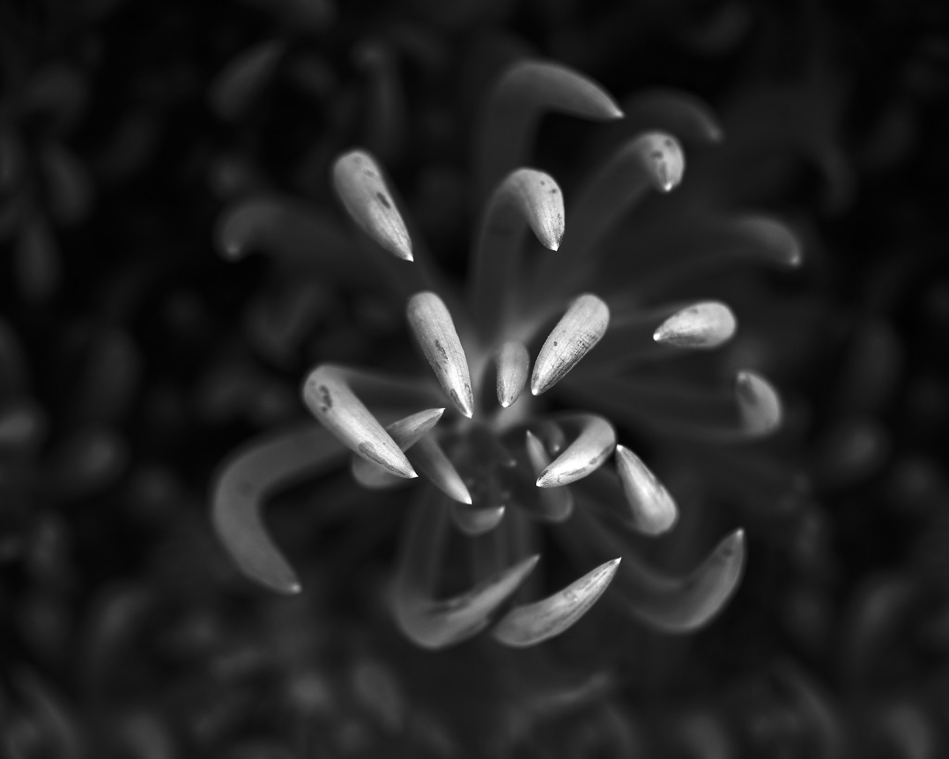 Botanical Claws, 2020