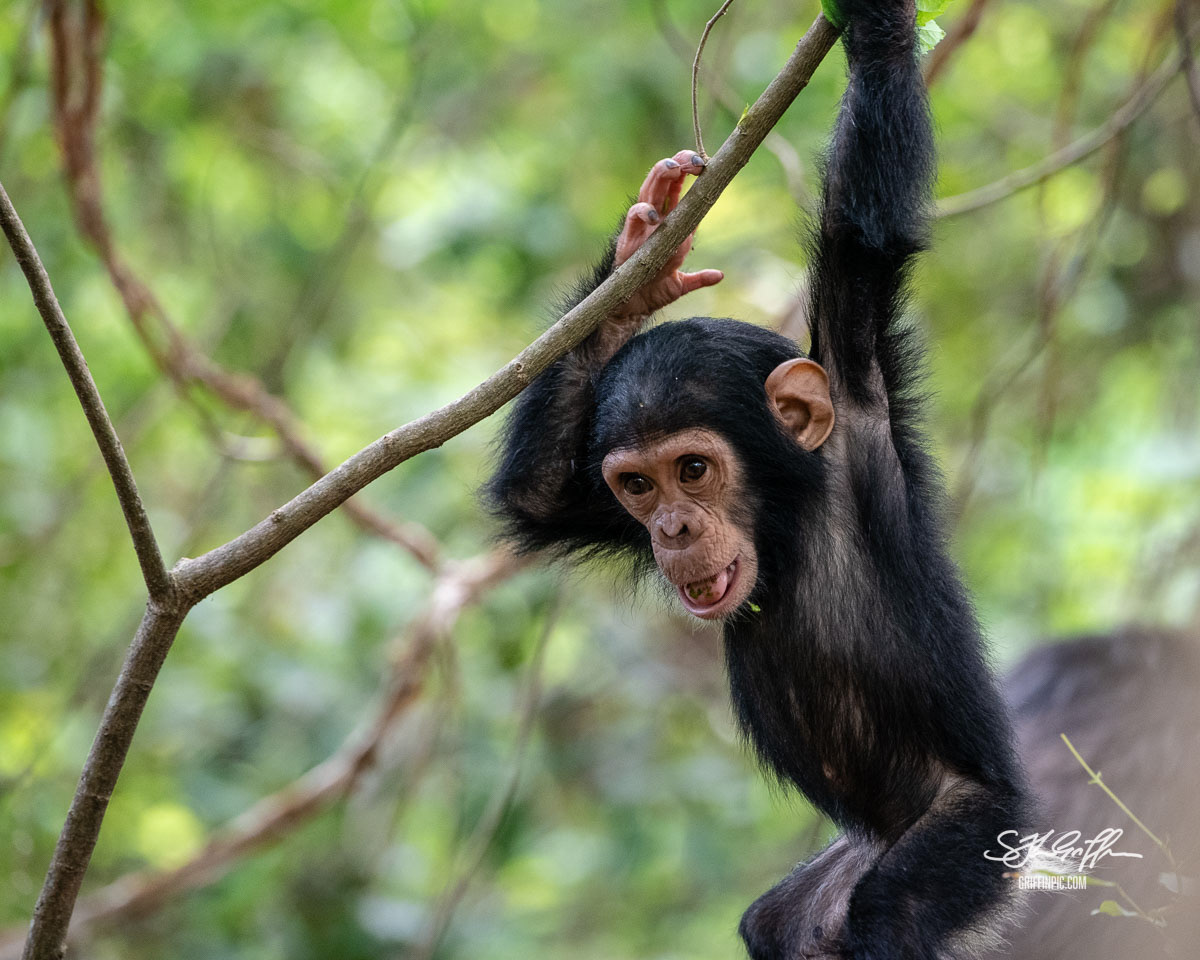 Chimpanzee in Mahale Mountains Tanzania