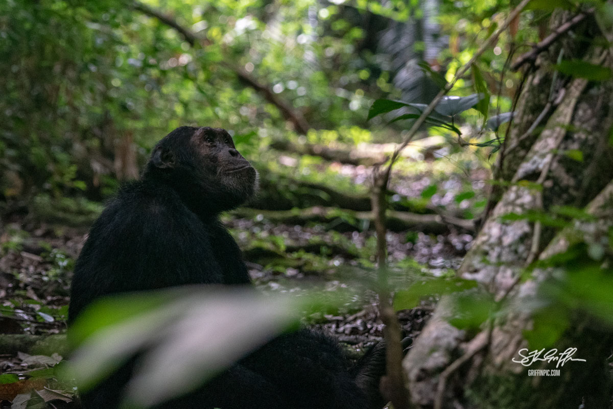 Chimpanzee in Mahale Mountains Tanzania