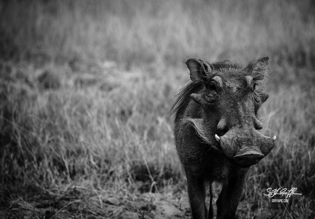 Handsome warthog black and white