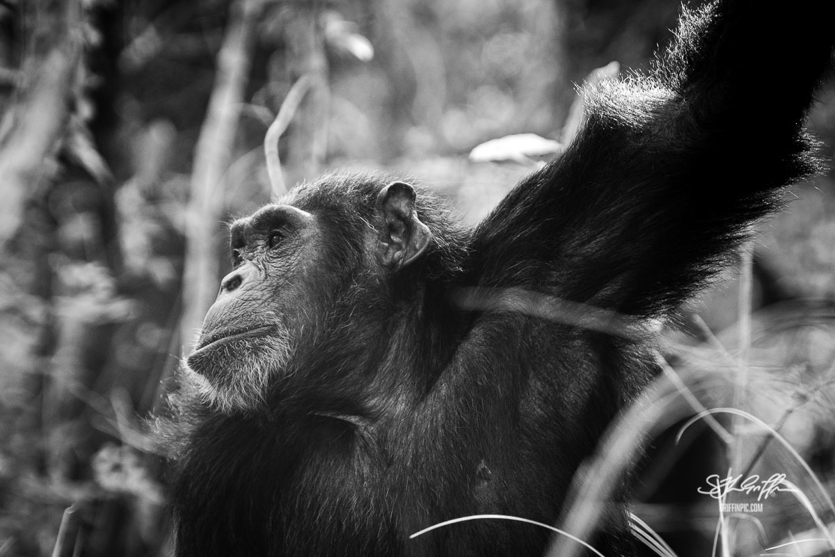 Chimpanzee in Mahale Mountains Tanzania
