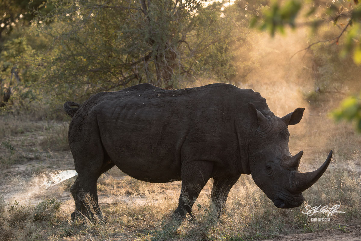 Black rhino spraying Kruger South Africa
