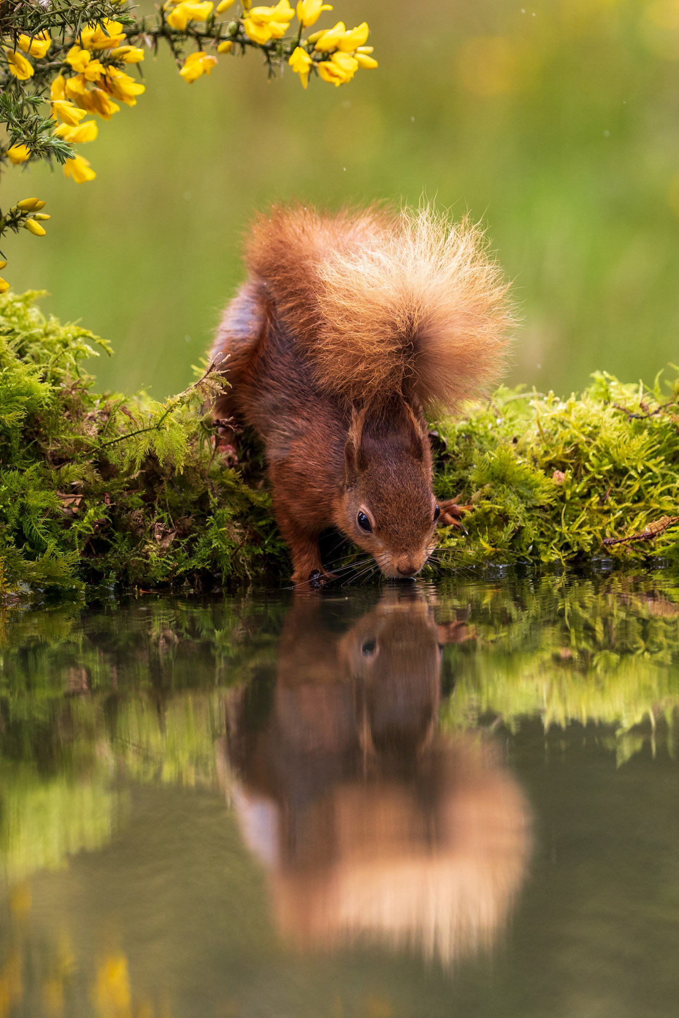 Red Squirrel reflecting in a pond as it stretches to take a drink.  Framed by yellow gorse flowers