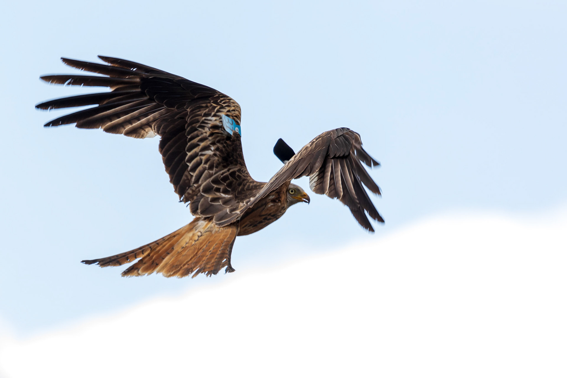 Red Kite soaring above the town of Avoca, Co. Wicklow