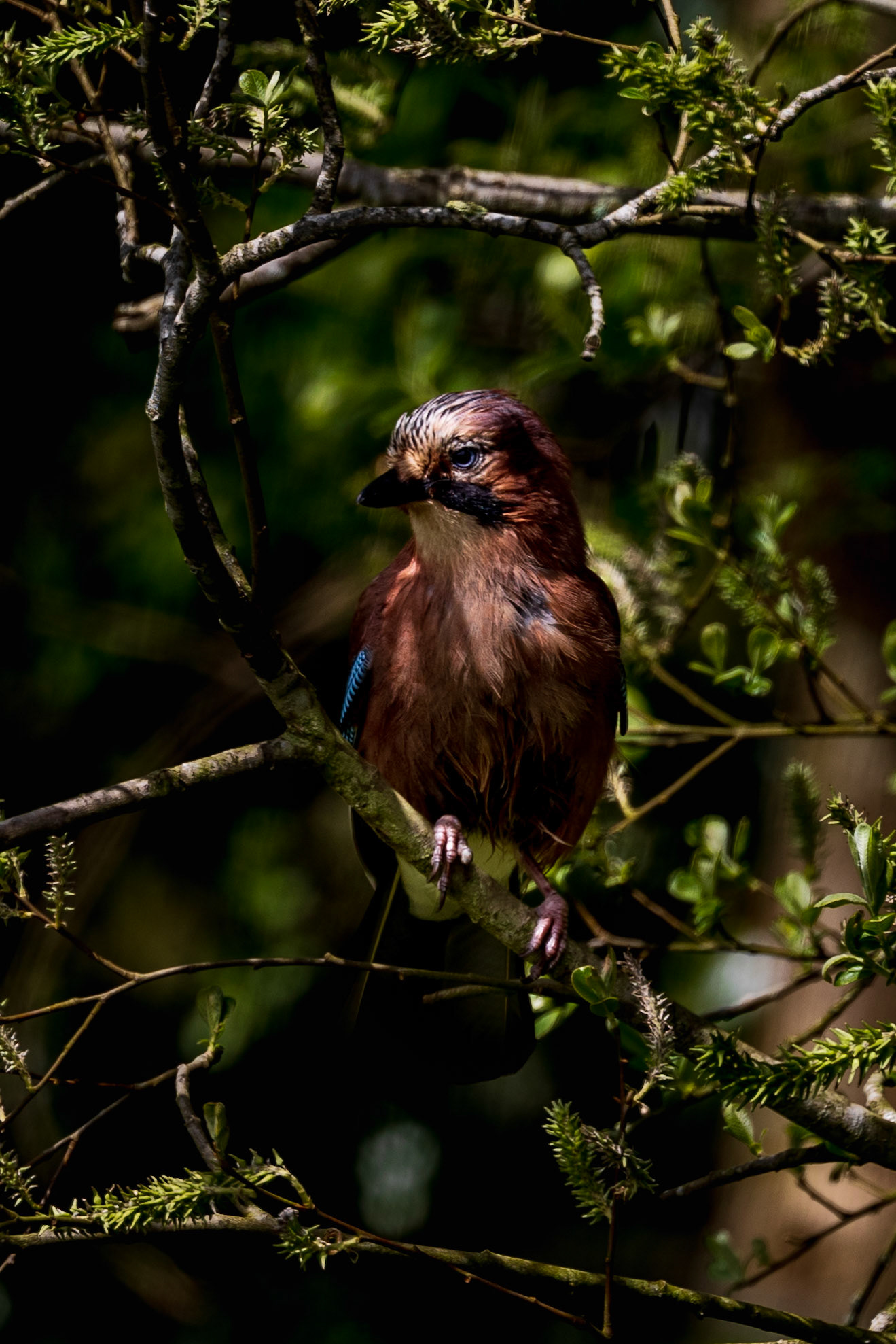Eurasian Jay perched on a branch and caught in dappled light through the foliage.  County Laois