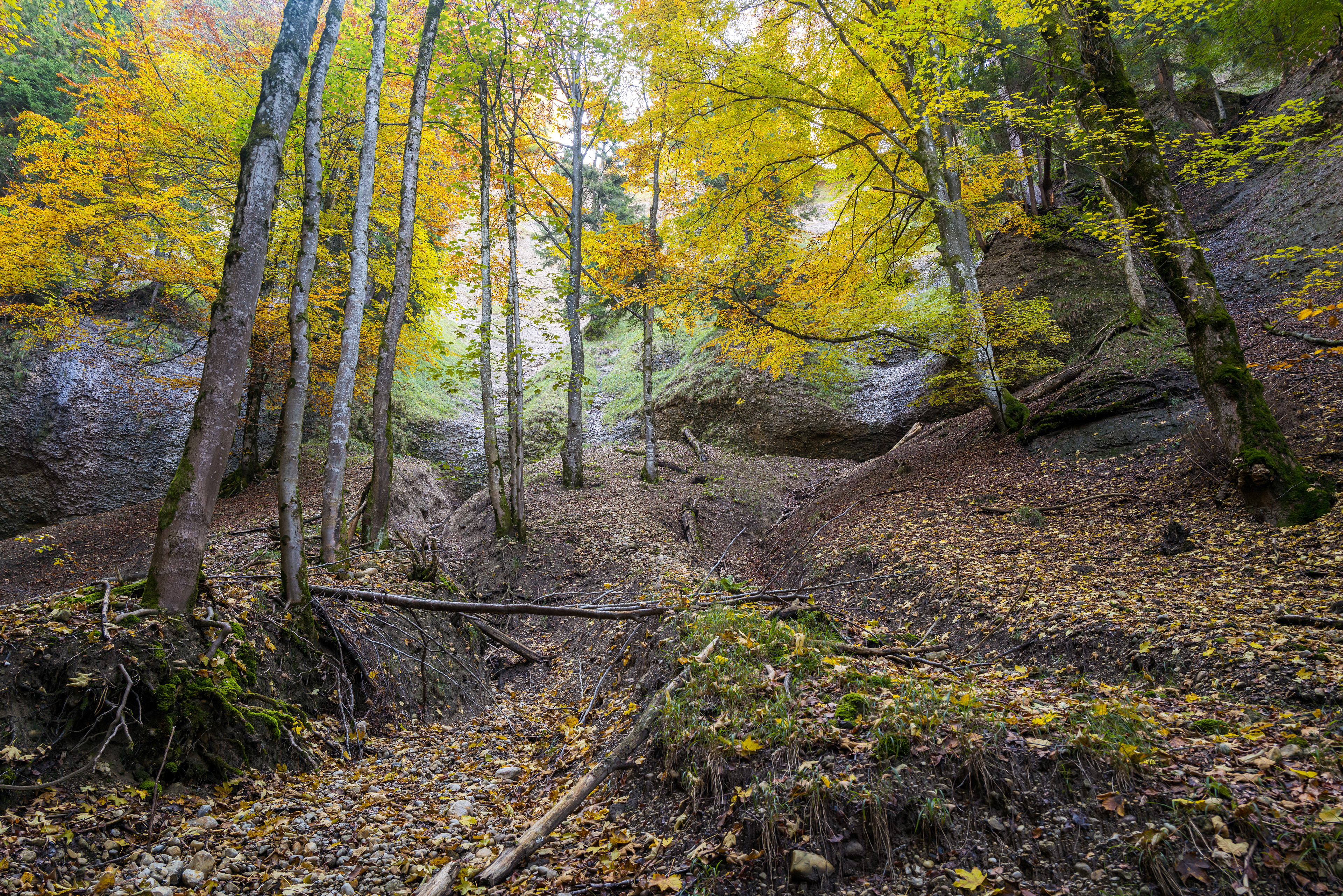 Gamslebensraum in der Adelegg und Kürnach. Steile und enge Tobel zerschneiden die Mittelgebirgslandschaft.