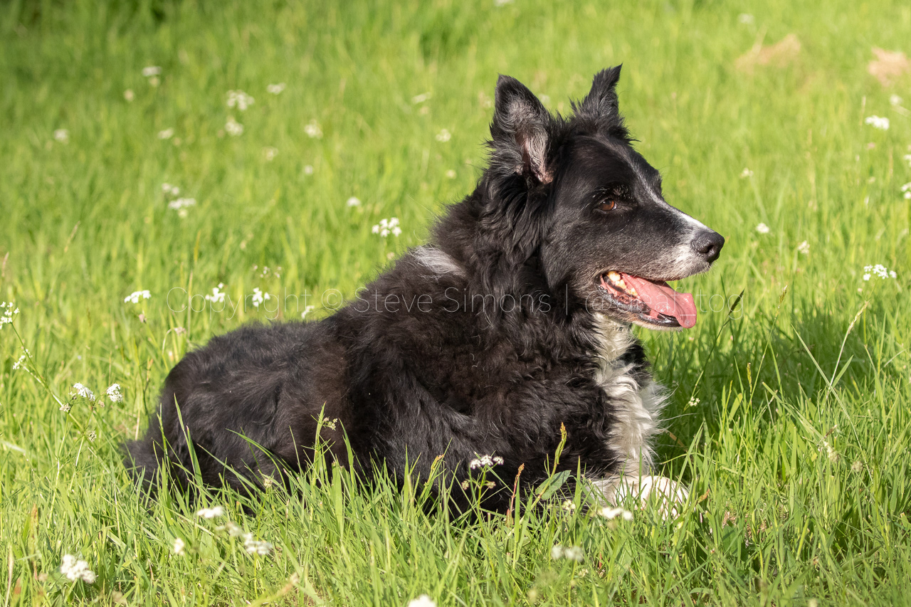Border collie Chip resting in the grass