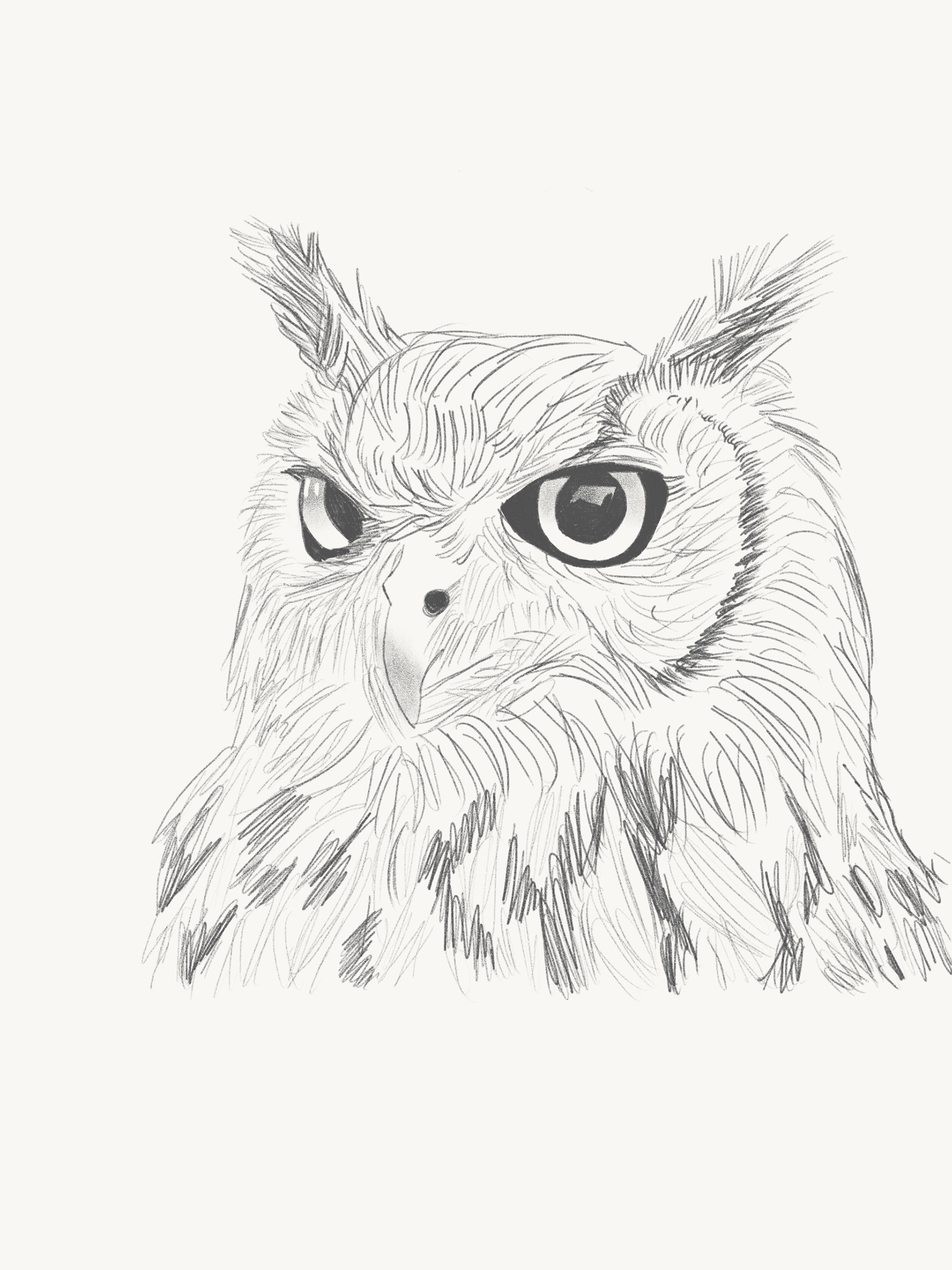 erin zamborsky bird sketches