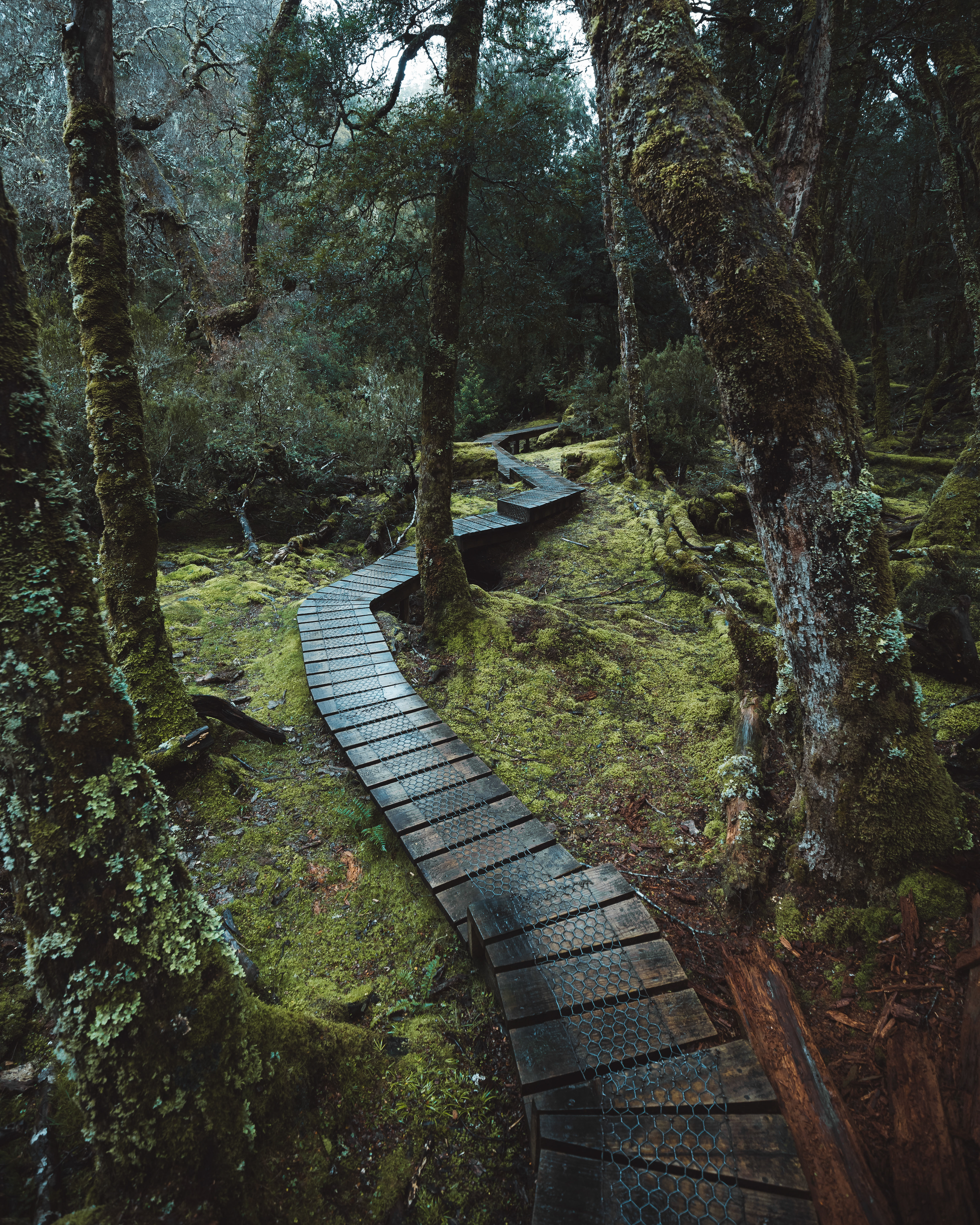 Pencil Pine Walk