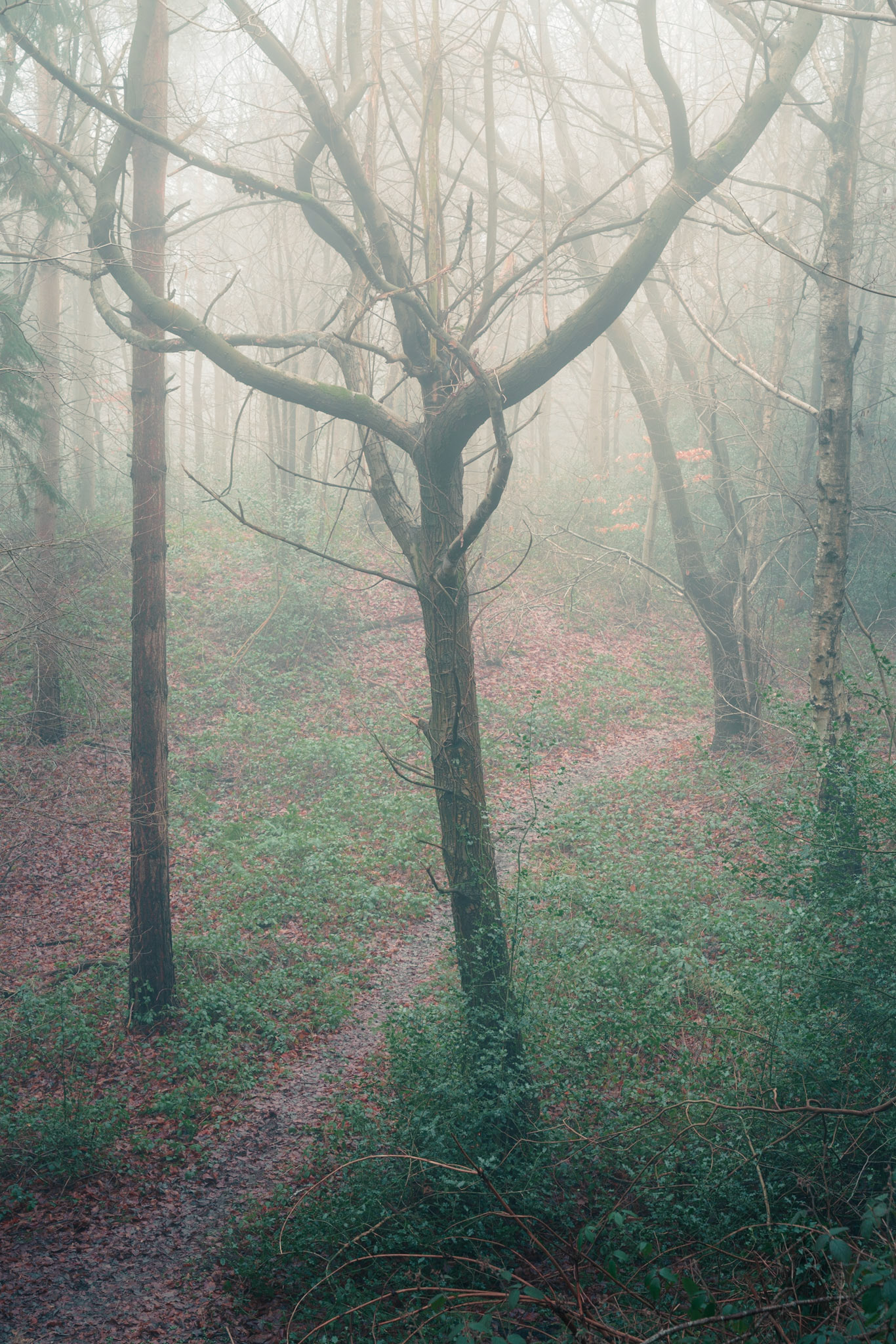 Vane Coppice