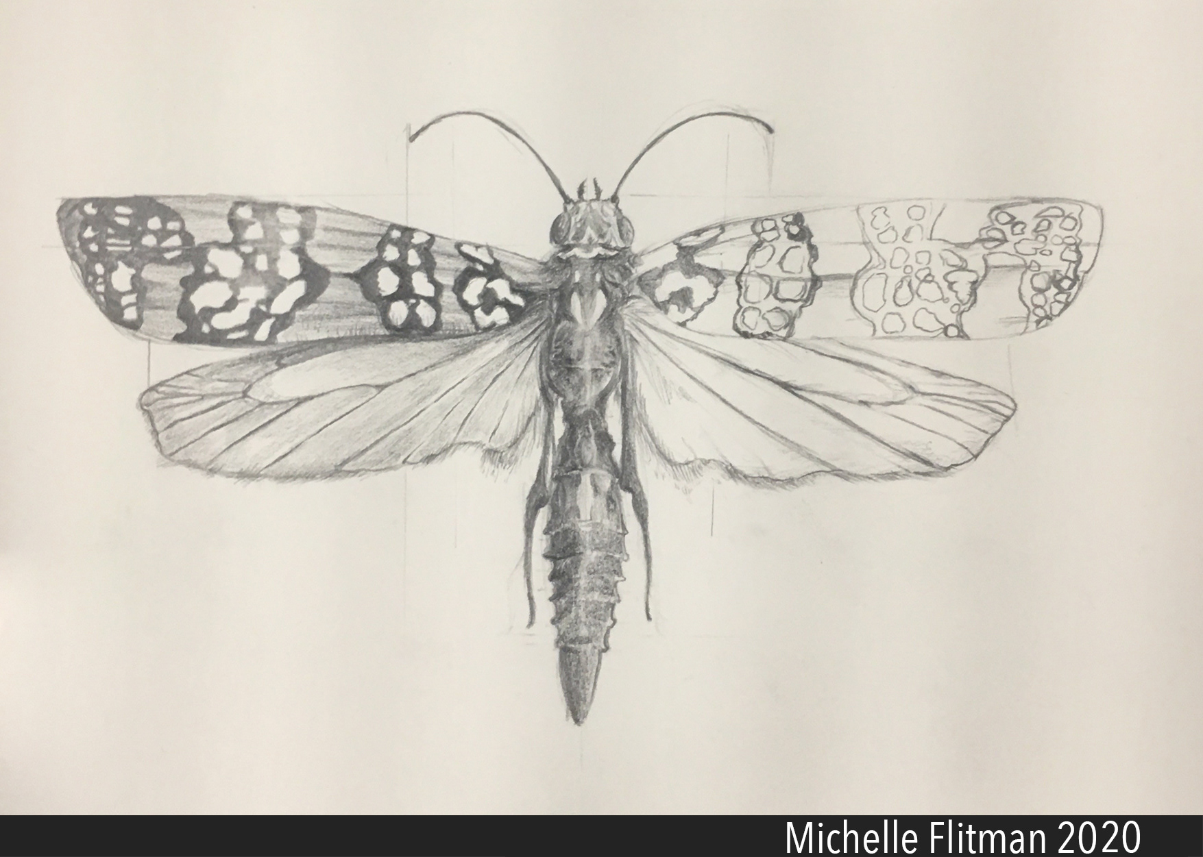 Ailanthus webworm study; graphite