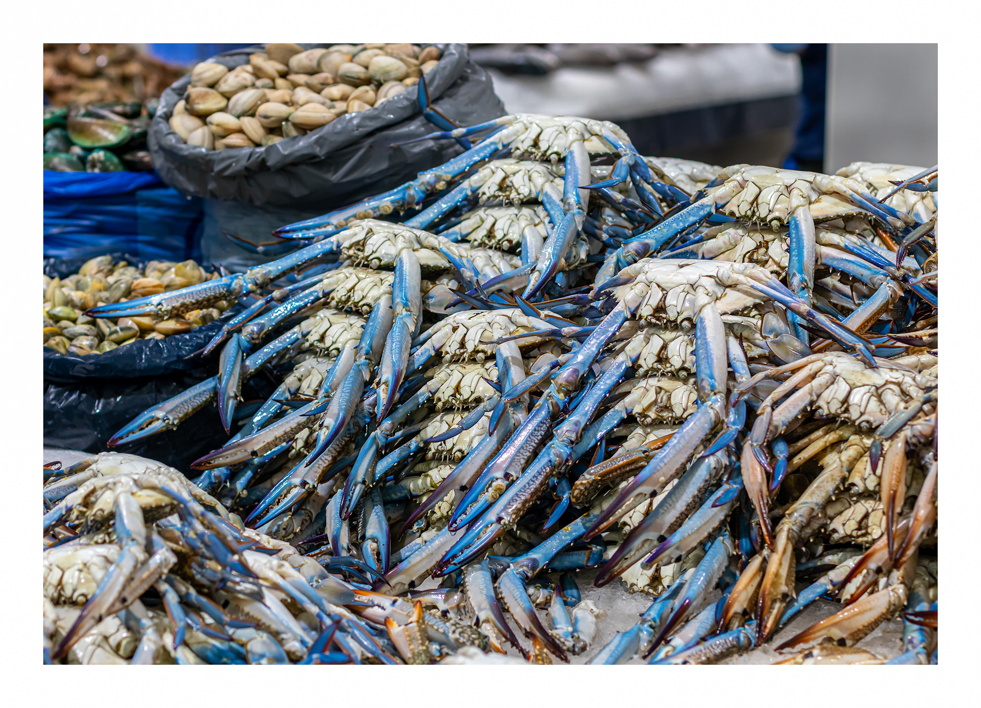 Fish market, Dubai