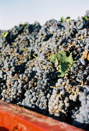 wine harvest, Casas Ibanez, Spain