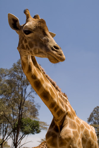 Masai Giraffe; Kilimanjaro Giraffe; KENYA; Looking at camera; Spotted; Curious; Elegant; Long; Neck; Tranquility; zoo; Perspective; View from below; Worm's eye; Fur; Africa; Animals; Nature; Outdoors; Sightseeing; Tourism; Wilderness; Wildlife; National Park; Calmness.