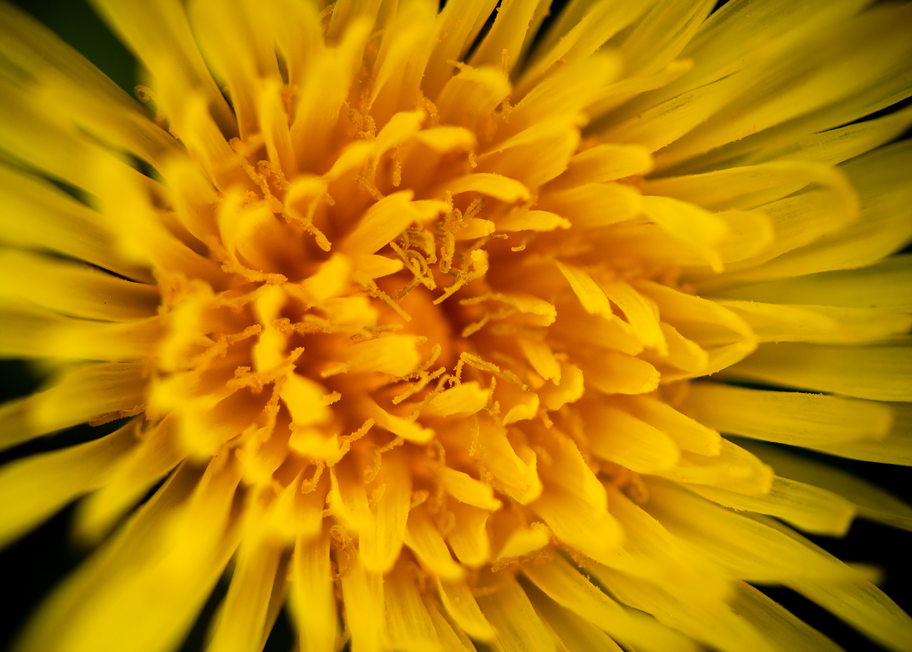 Le nom « pissenlit » est attesté dès le xve siècle ; il provient des propriétés diurétiques de la plante.