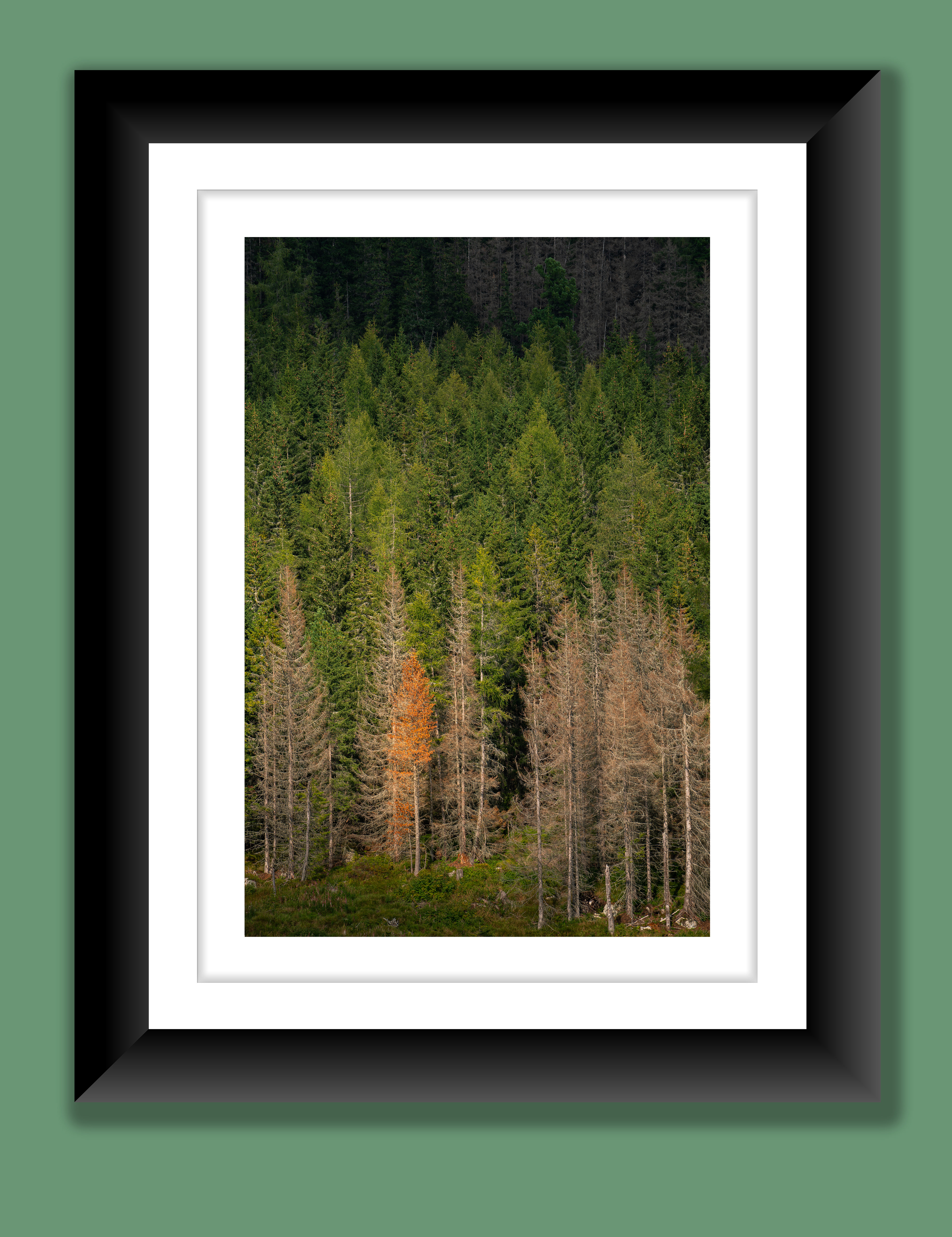 A beautiful fine art print of a dying tree contrasted against a backdrop of green conifer trees.