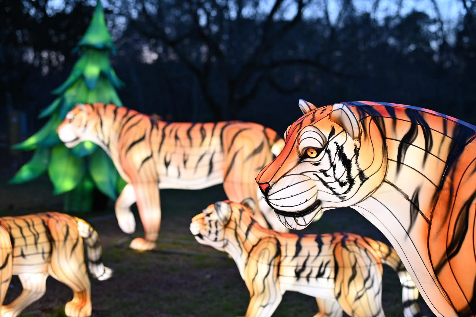 Chinese Lantern Festival - Tigers