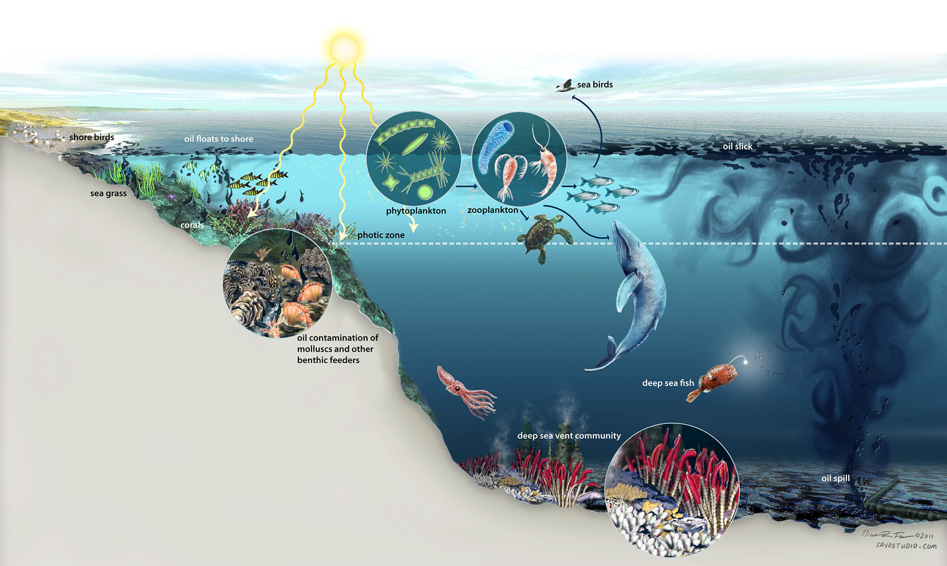 Nicolle R Fuller - Ocean Ecosystems: Everglades to Sea Vents