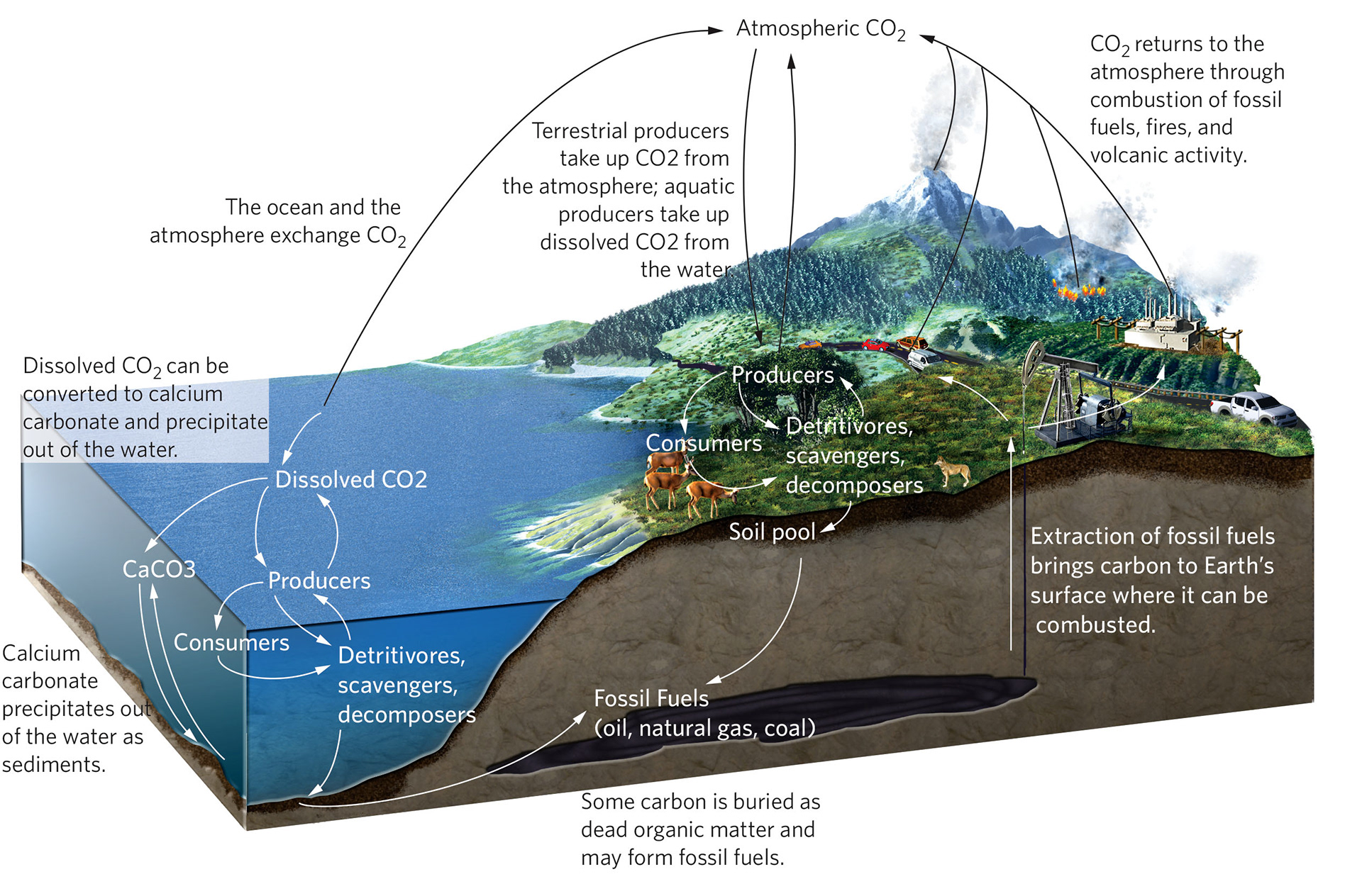 Nicolle R Fuller - Nature: Earth's Nutrient Cycles