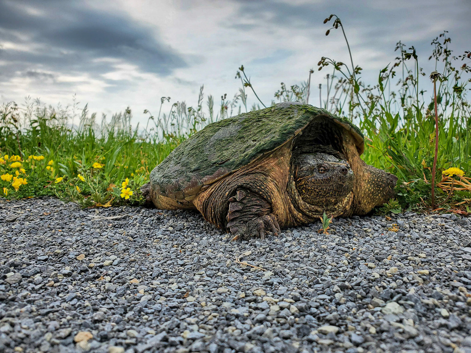 snapping turtle