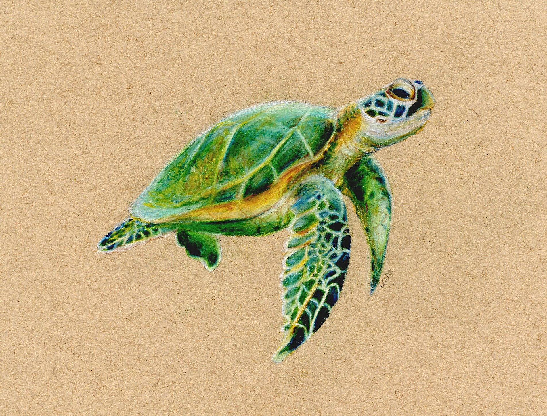 Sea Turtle, Pencil Crayon on Toned Paper
