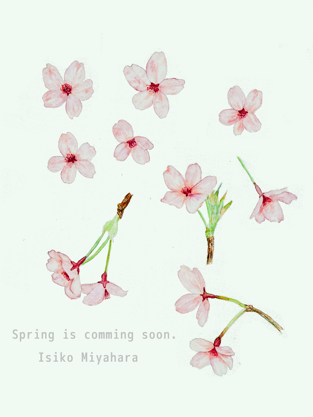 水彩イラストレーター みやはらいしこ 桜