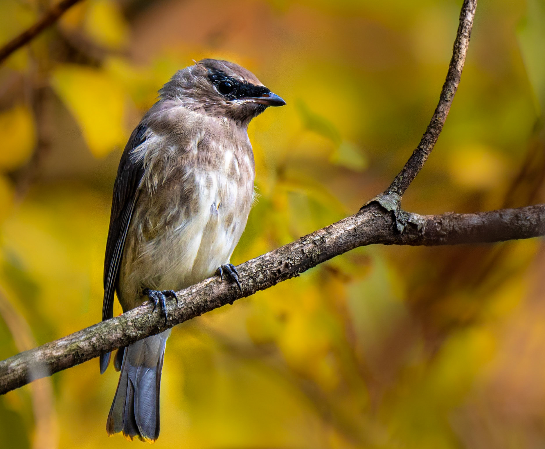 Cedar Waxwing, Hamilton, Ontario