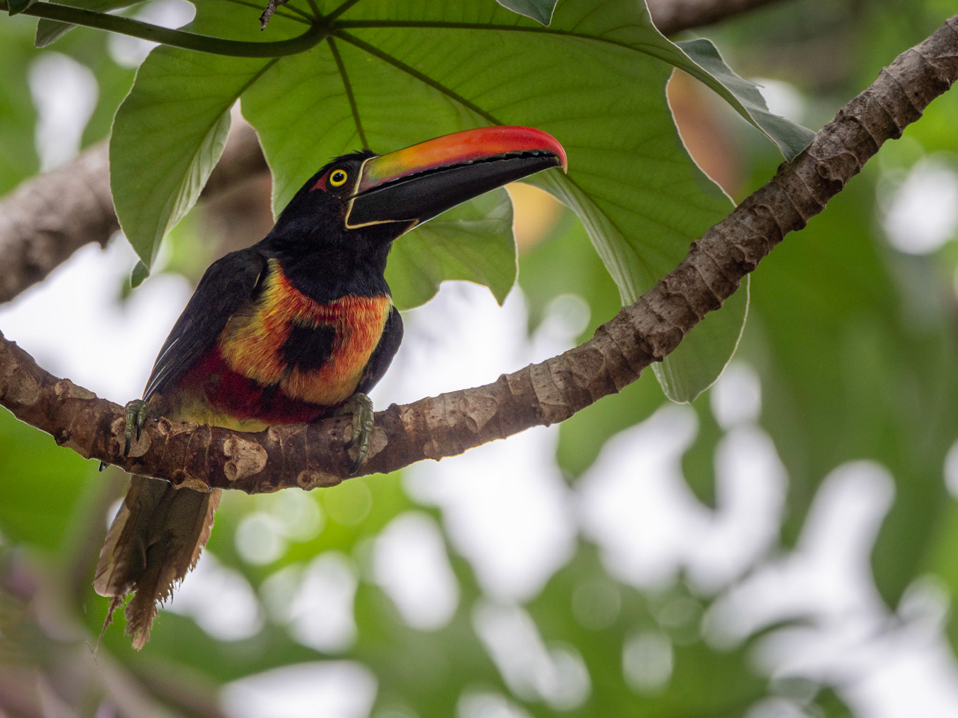 Fiery-Billed Aracari, Costa Rica