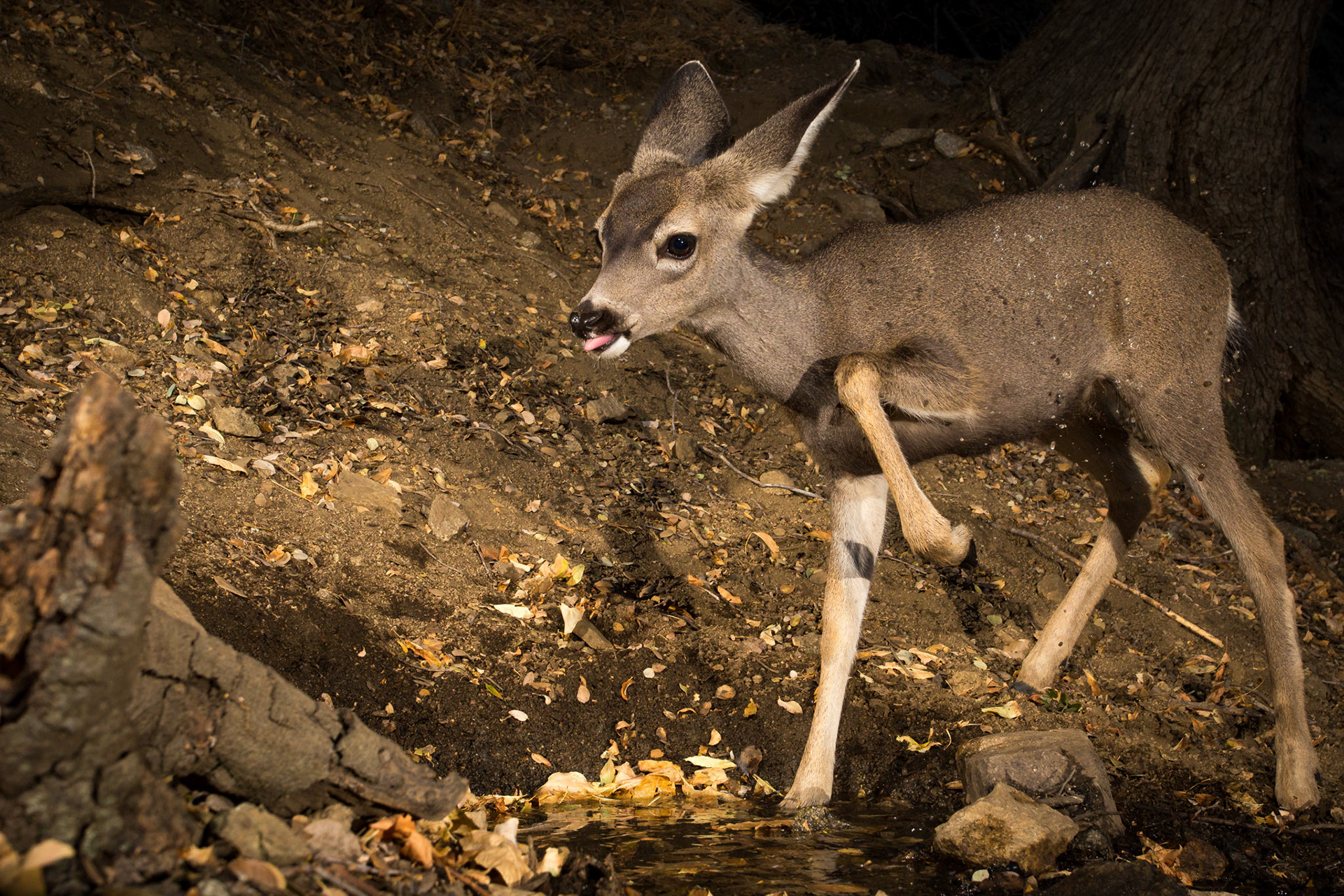 Fawn splashing in water - Cognisys Scout Trigger
