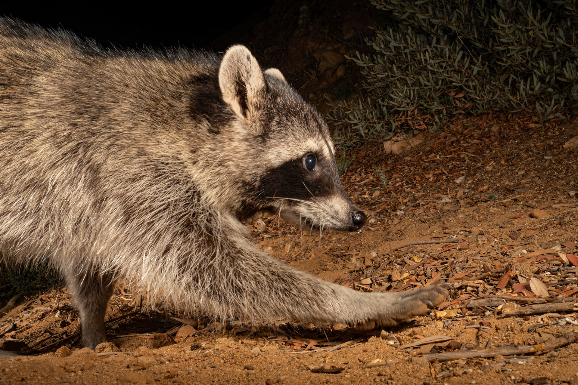 Rocky racoon on a mission