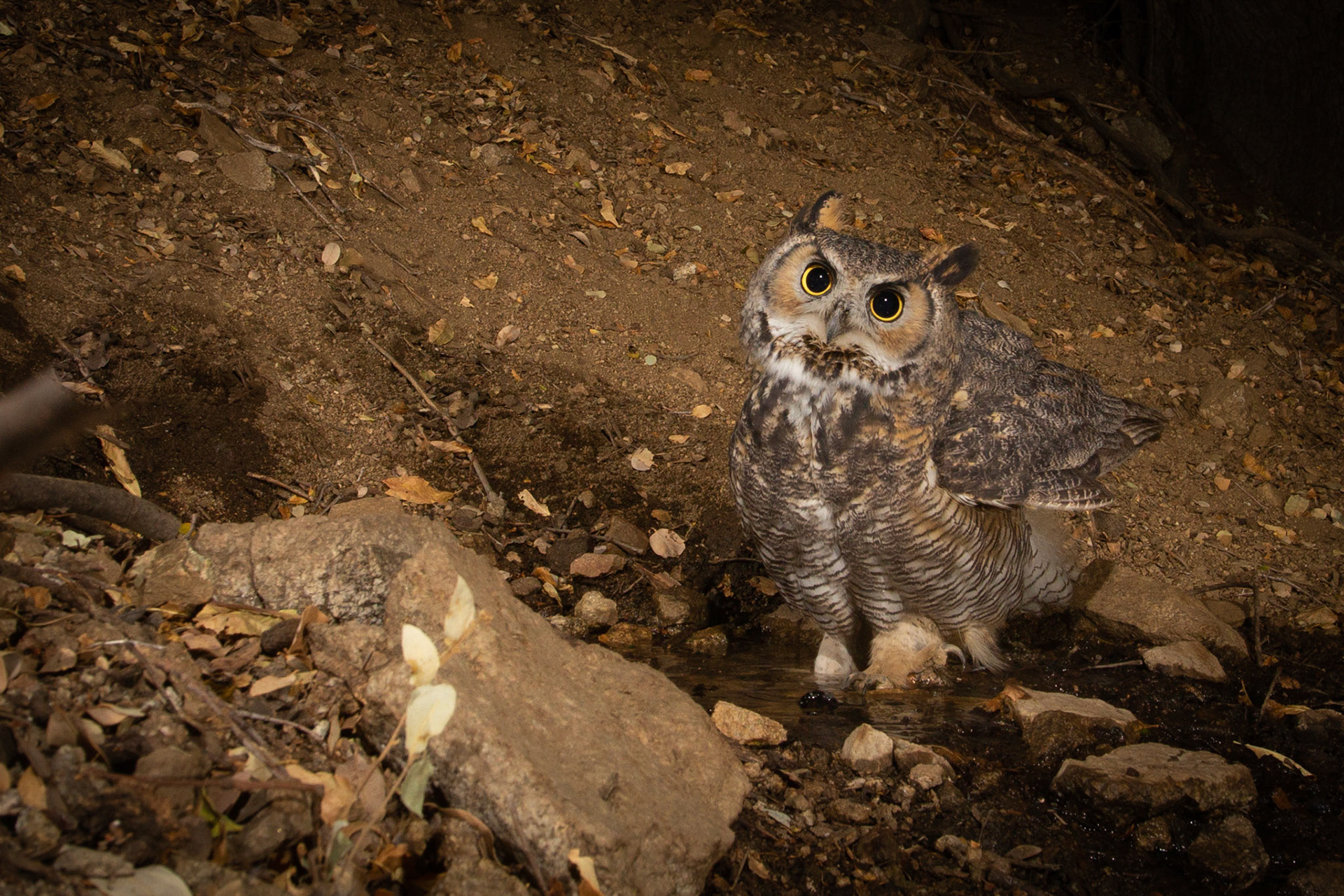Great Horned Owl bathing - Antelope Valley California. Cognisys Scout trigger.