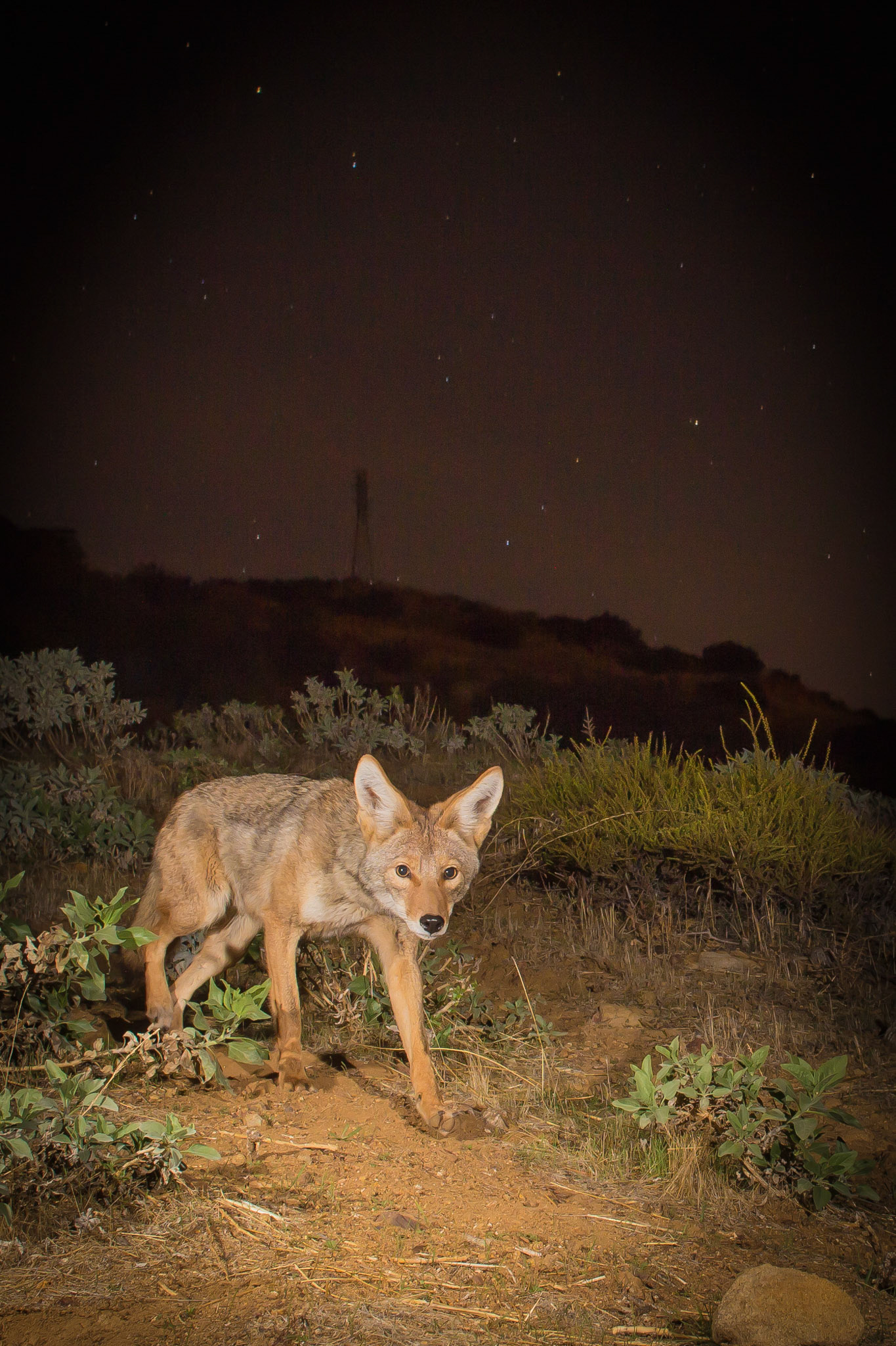 Coyote coming down the mountainside above my home. Note the stars and electrical pylon. Cognisys Sabre.