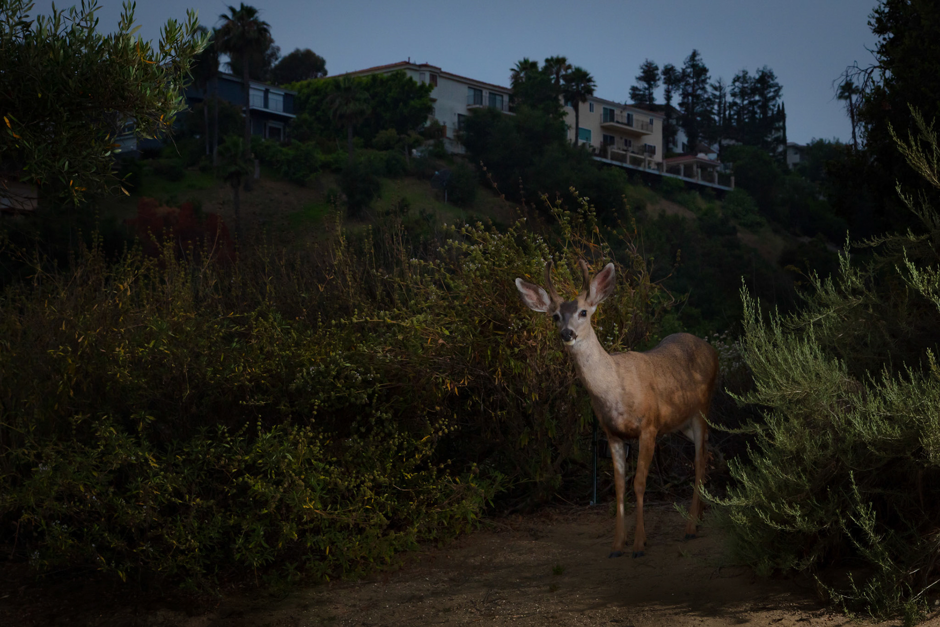 Young buck in urban Glendale California