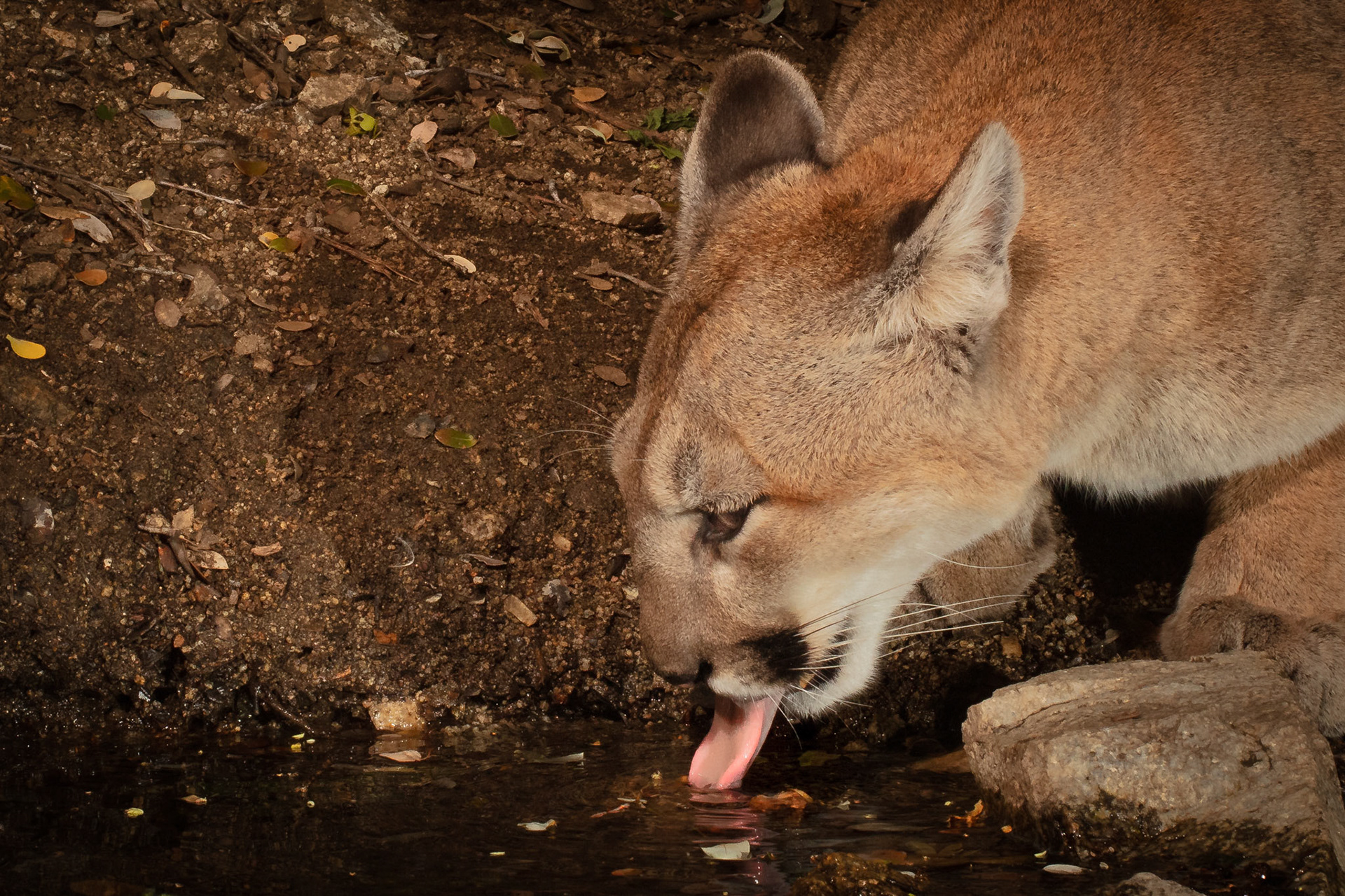 Concentrating mountain lion - drinking at a spring.