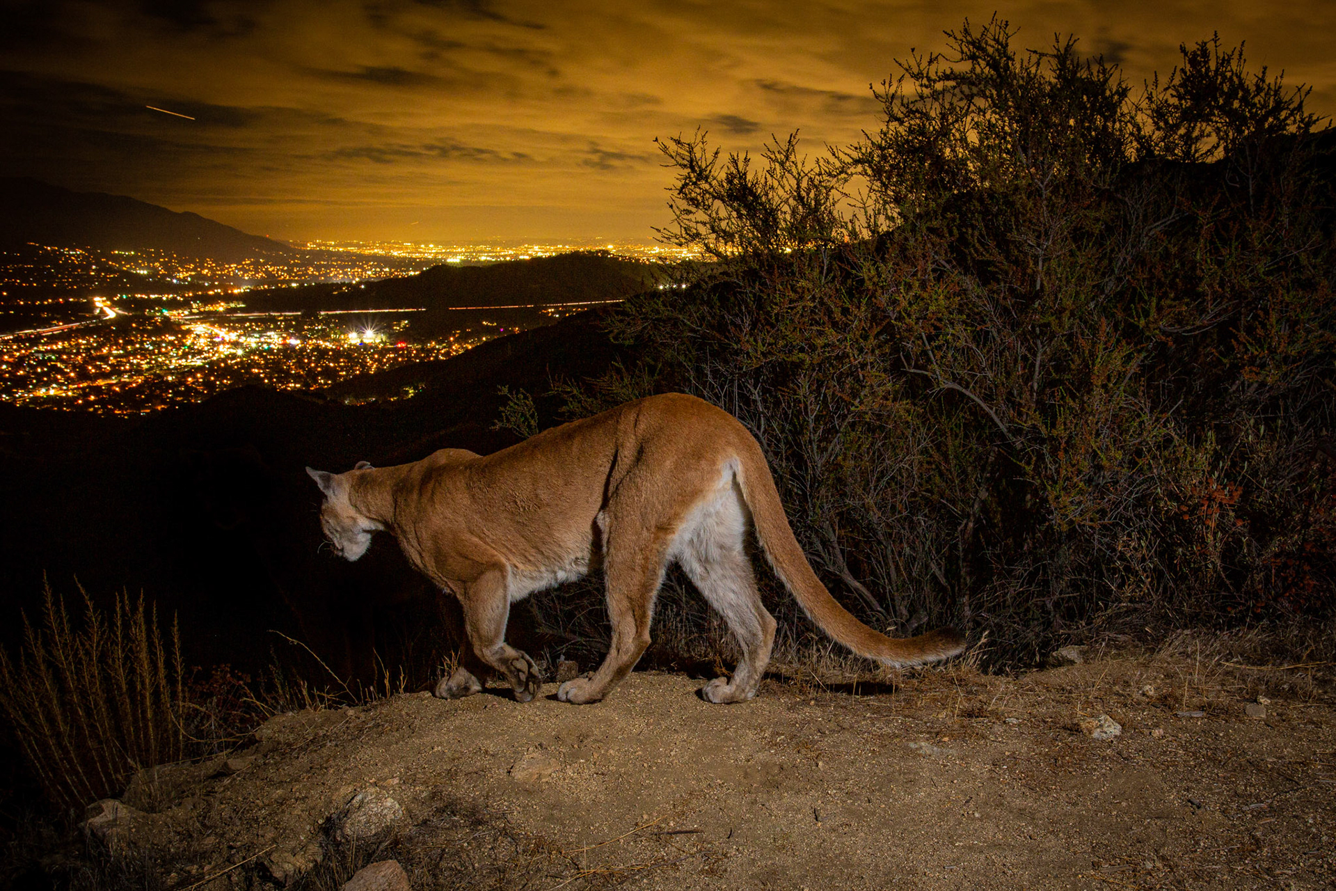 Nikita, the mountain lioness who reigns in the Verdugo Mountains heads down into Los Angeles for the evening