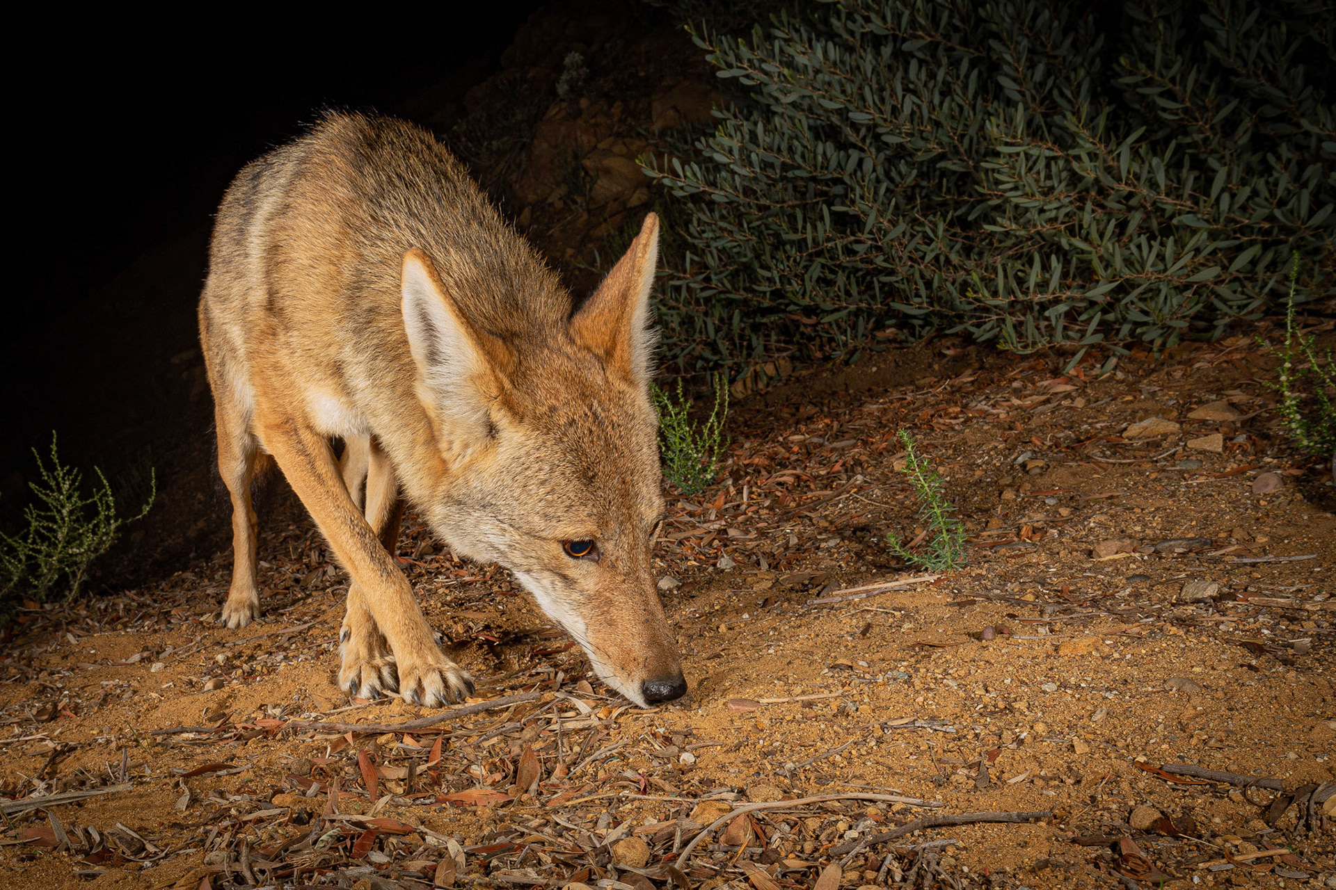 Coyotes are probably the most nervous animal I have camera trapped. They sniff everything.