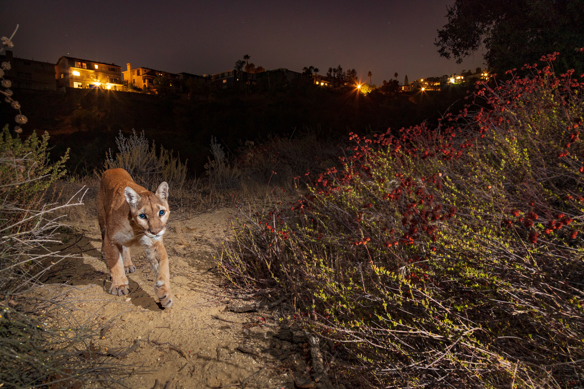Mountain Lioness in urban Glendale, Los Angeles.