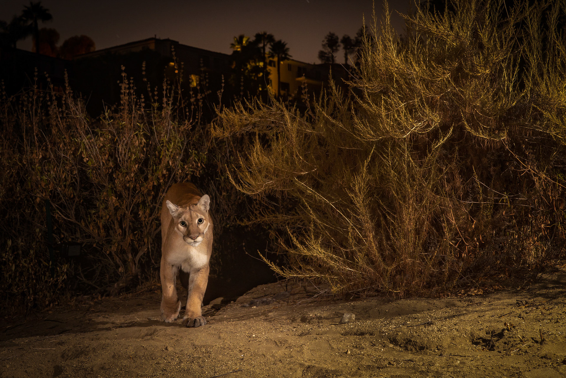Urban female mountain lion, Glendale, Los Angeles.
