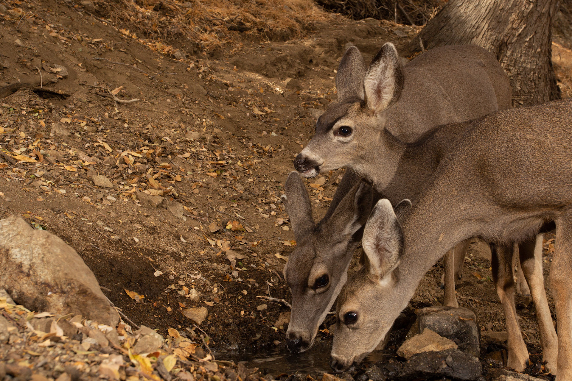 Deer drinking - Antelope Valley, CA. Cognisys Scout trigger.